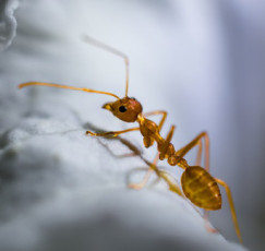 Ants in the Bible